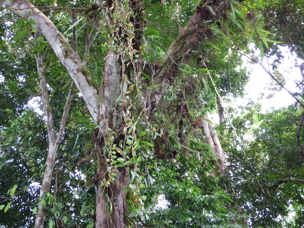 Wild And Wonderful Trees Of The Amazon Rainforest Blog Nature Pbs