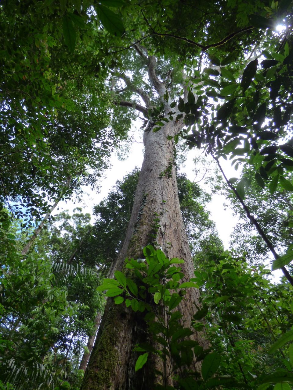 Wild And Wonderful Trees Of The Amazon Rainforest Blog Nature Pbs