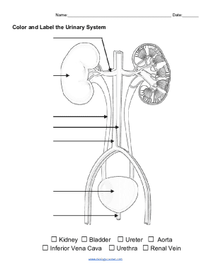 Fillable Online Urinary System - Color and Label.pdf Fax Email Print ...