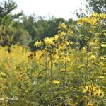 Into the sunflowers in Longwood's meadow