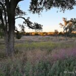 Fall garden stroll at the Wildflower Center