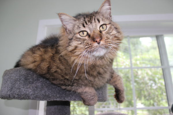 Cat laying in a cat tree