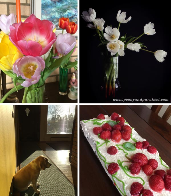 Photo collage from February: tulips, birthday cake, winter sun.