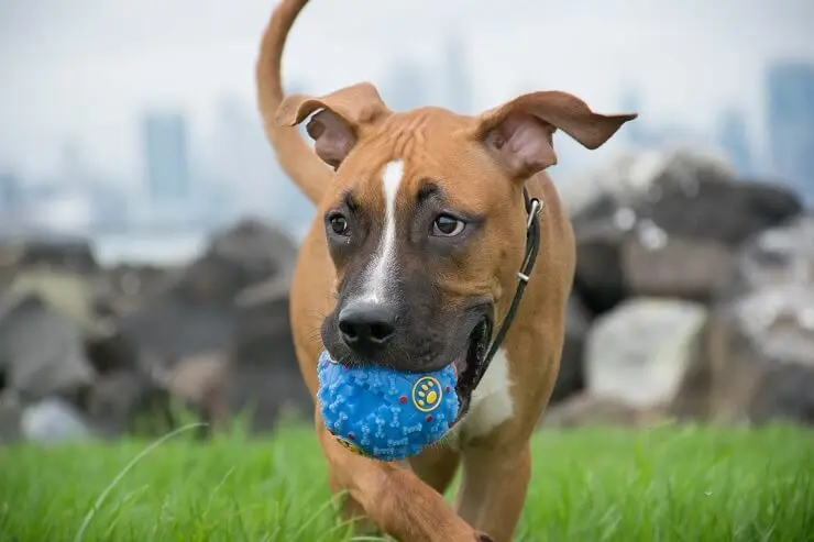 German shepherd pitbull mix appearance