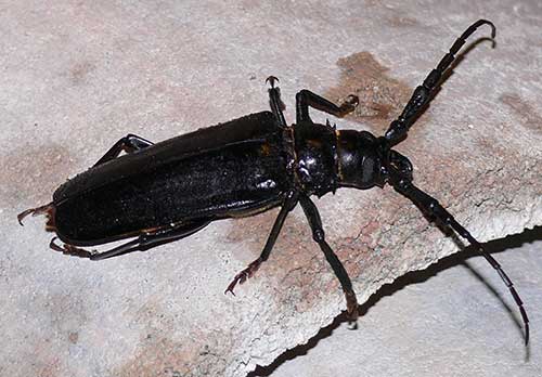 Palo Verde Beetles