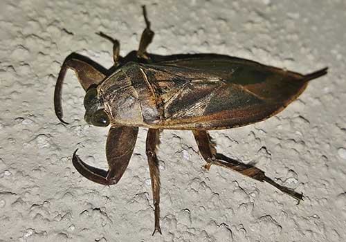 giant water bug