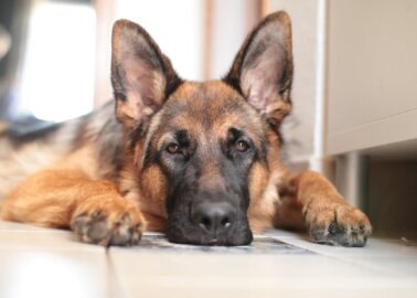 5 Health Issues That Plague German Shepherds