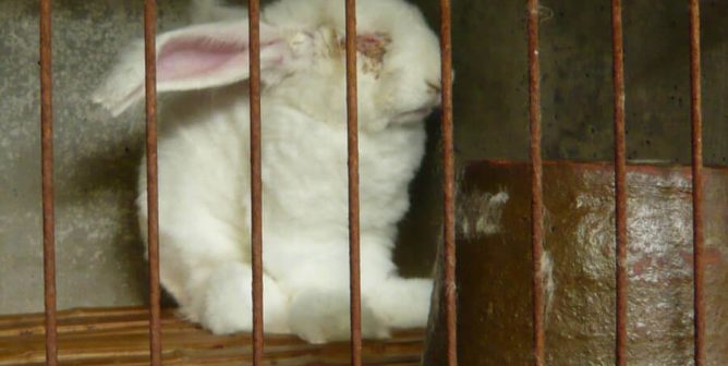 angora rabbit in cage