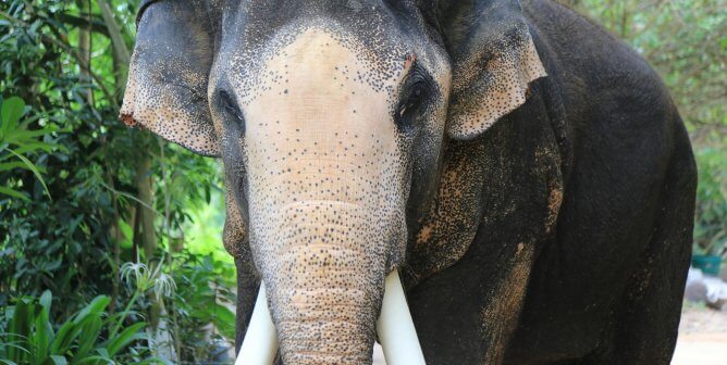 asian elephant in thailand