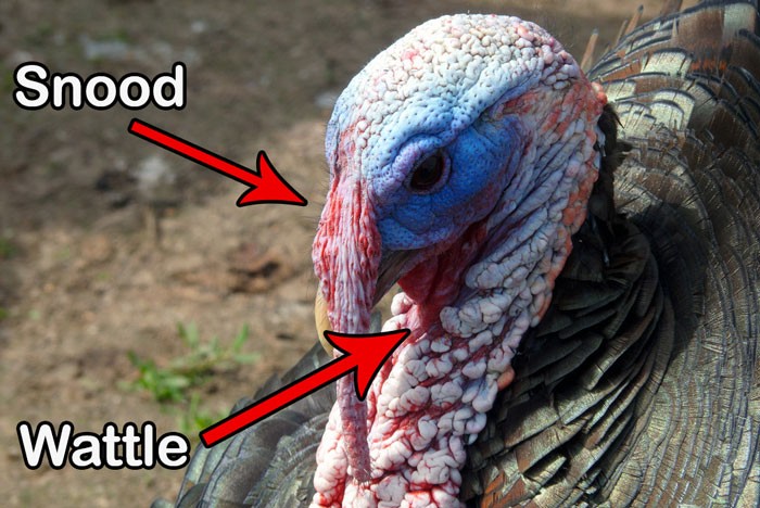 Turkey Facial Features