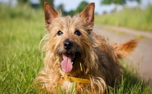 Australian Terrier: Breed Information | Pet Insurance Quotes