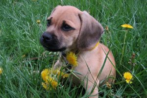 Beagle Mix