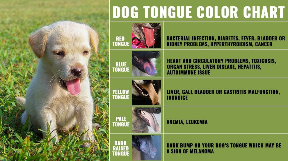 Dog Tongue