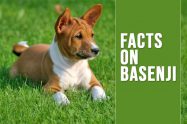 Basenji