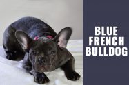 Blue French Bulldog