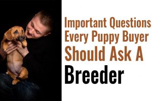 Questions To Ask A Breeder