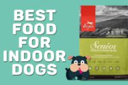 Best Food For Indoor Dogs