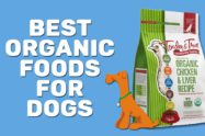 Best Organic Foods For Dogs