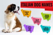 Italian Dog Names