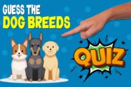 Dog Breed Shape Quiz