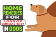 Home Remedies For Loss Of Skin Elasticity In Dogs