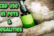 CBD Use in Pets and Its Legalities