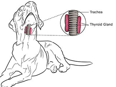 beagle-bulldog-mix-hypothyroidisms