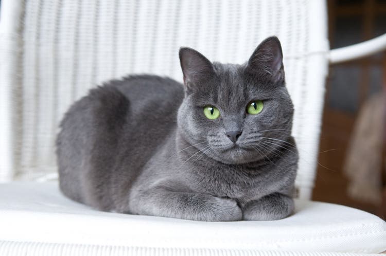 A beautiful Russian Blue cat on a white wicker armchair.