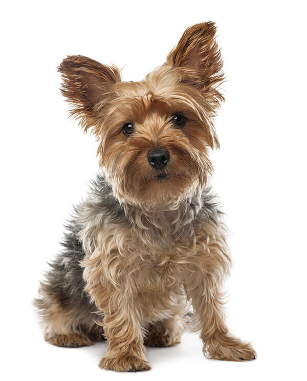 Yorkshire Terrier Temperament Lifespan Grooming Training Petplan