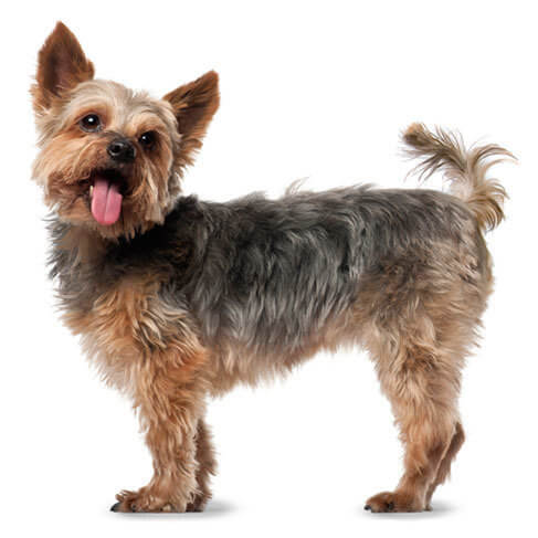 Yorkshire Terrier Temperament Lifespan Grooming Training Petplan