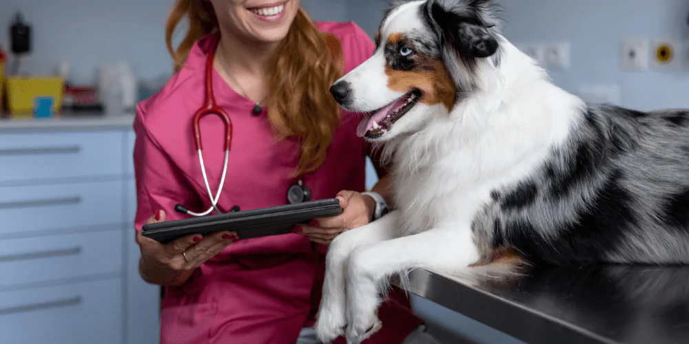 A picture of a Sheepdog at the vets