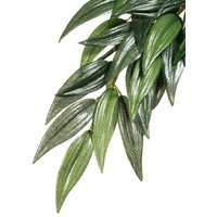 Exo Terra Hanging Rainforest Plant - Ruscus