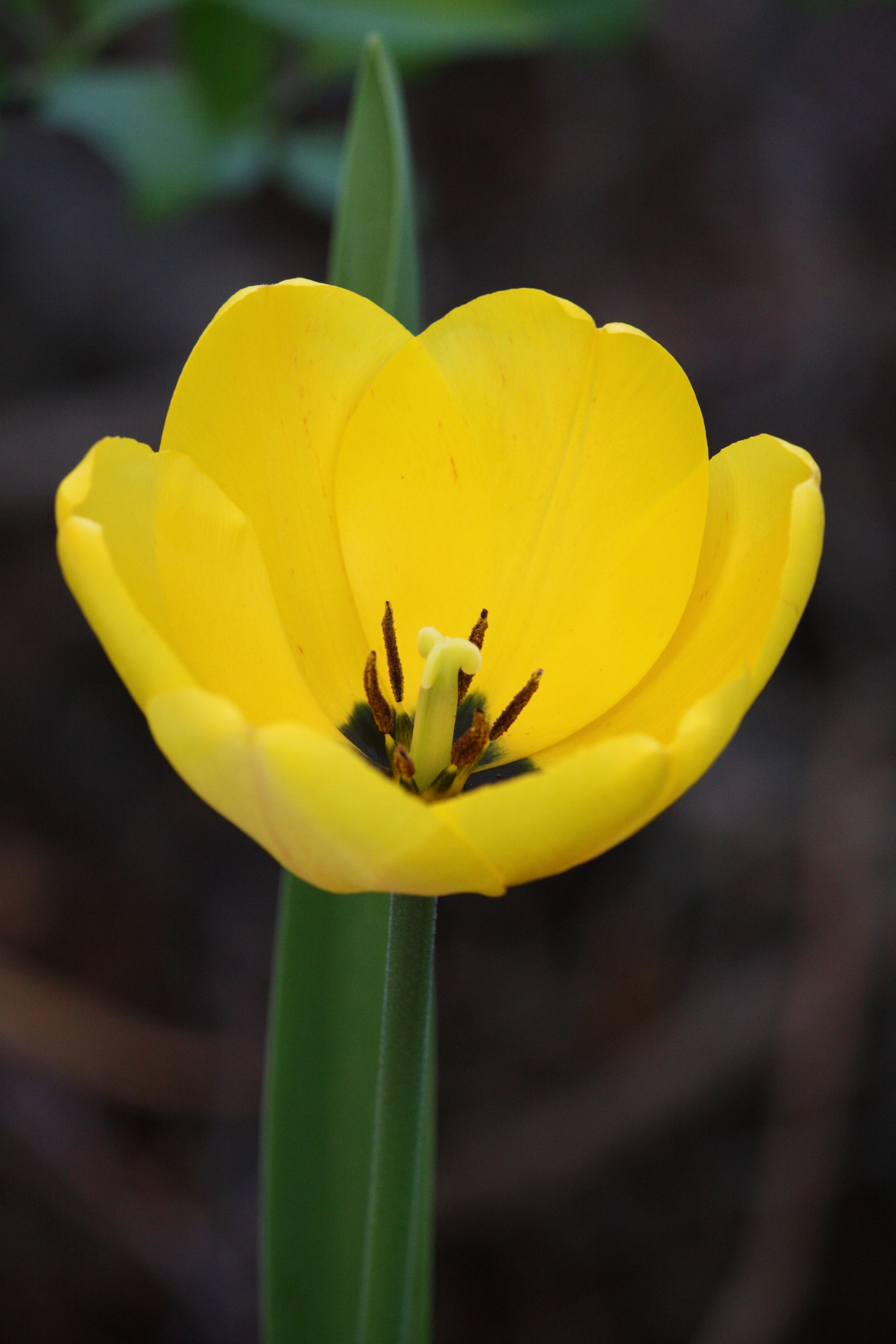 Tulip Leaves Turning Yellow - peliculafilmhd4k