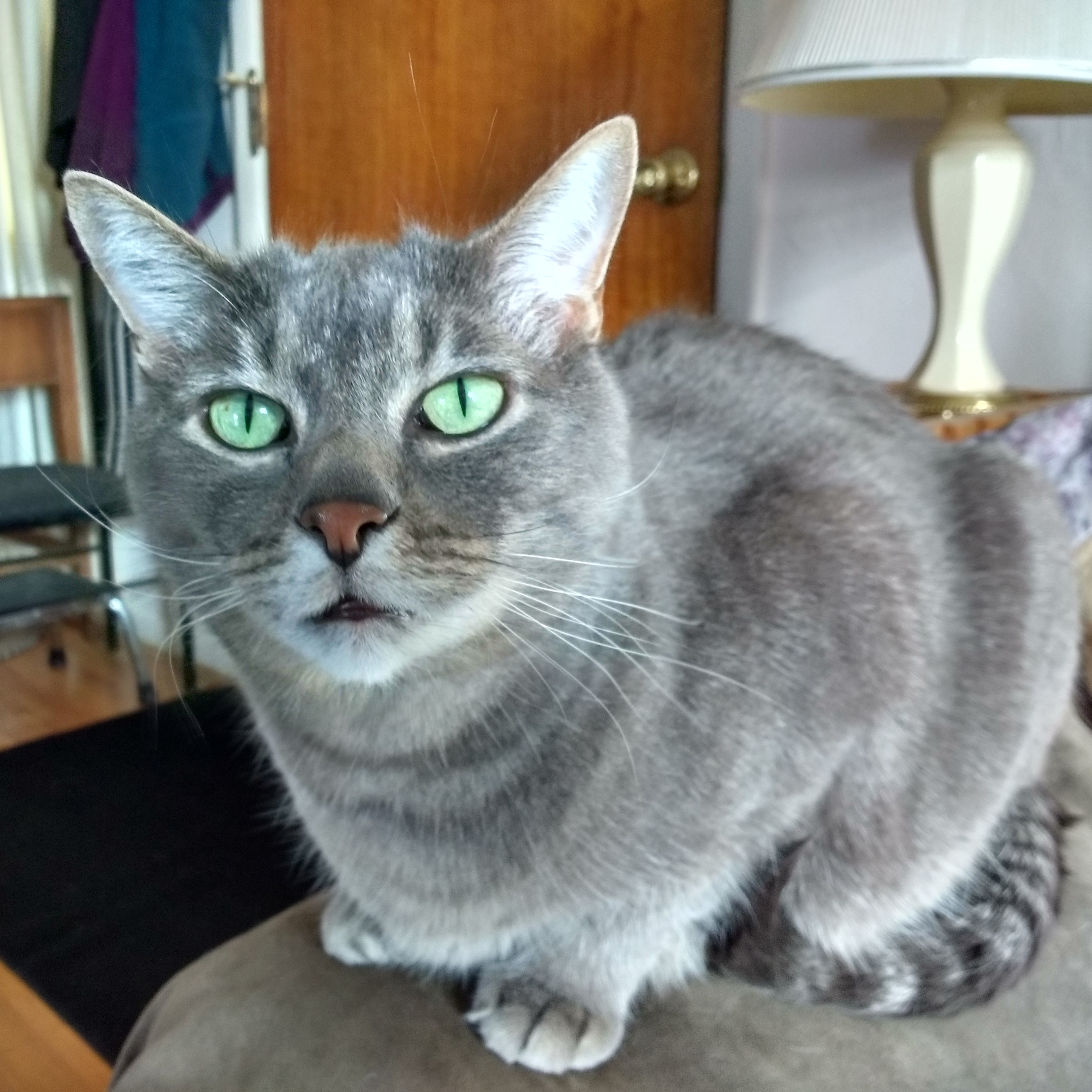 Gray Cat with Green Eyes - Free High Resolution Photo