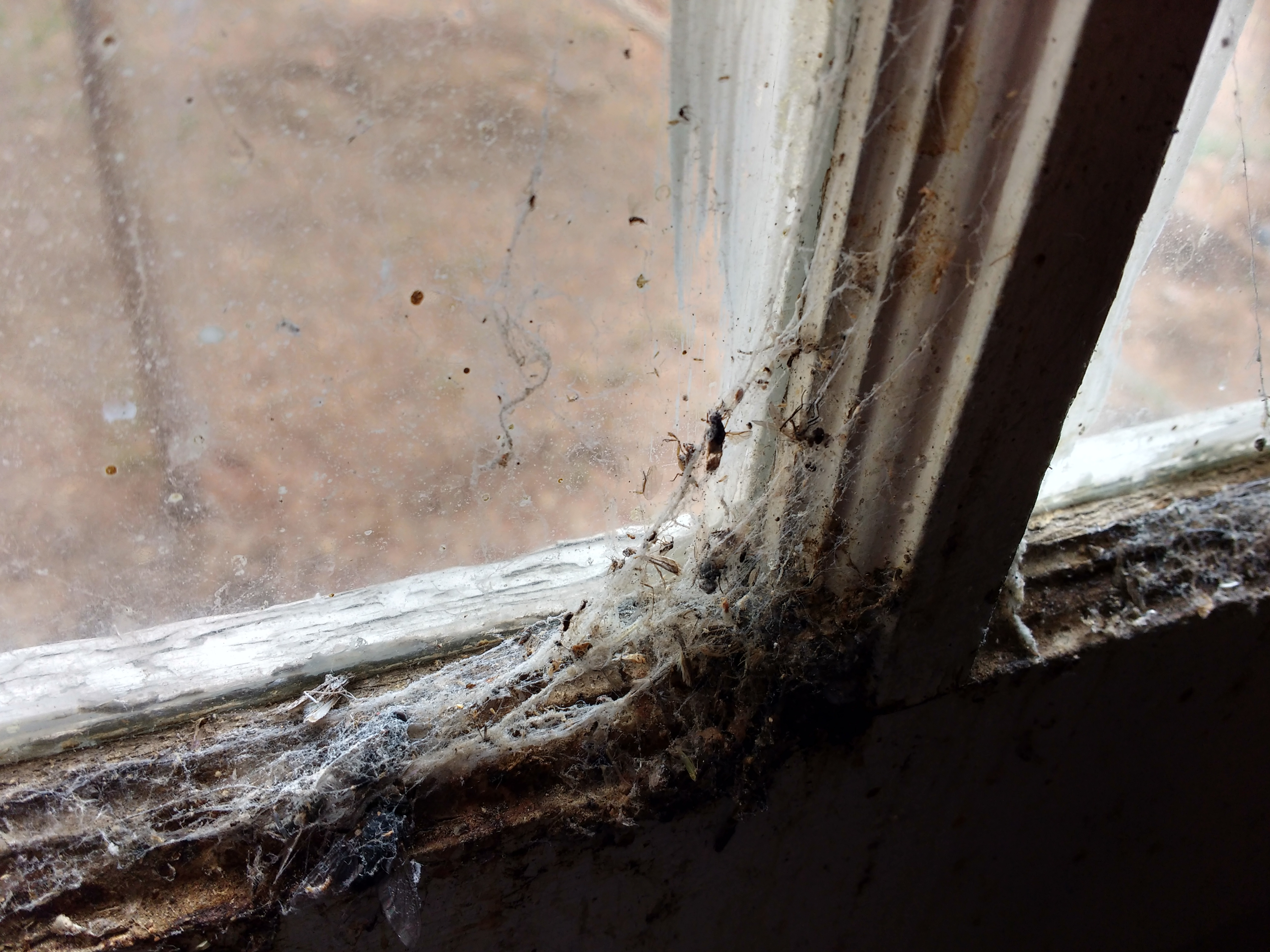 Cobwebs and Dead Insects on Window Sill - Free High Resolution Photo