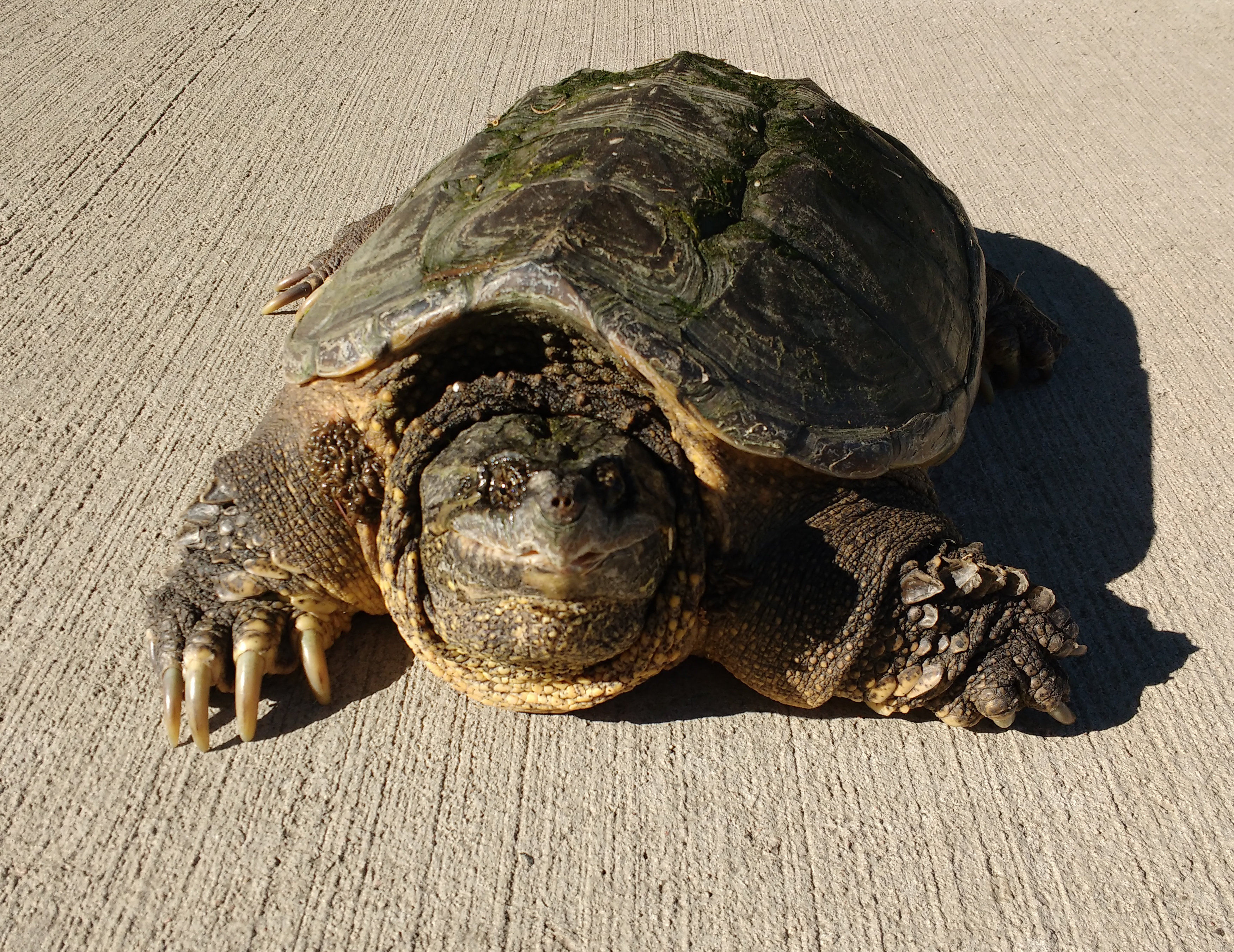 Common Snapping Turtle - Chelydra Serpentina - Free High Resolution Photo