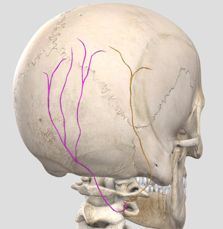 How to diagnose Occipital Neuralgia - PhysioFit of NC