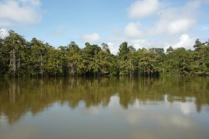 Kota Kinabatangan, Sabah, Malaysia