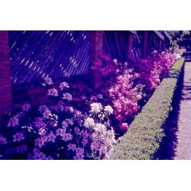 Azaleas planted alongside green house,  Queens Park, Ipswich, c.1970