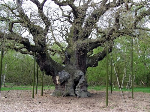 The Great Oak, Sherwood Forest