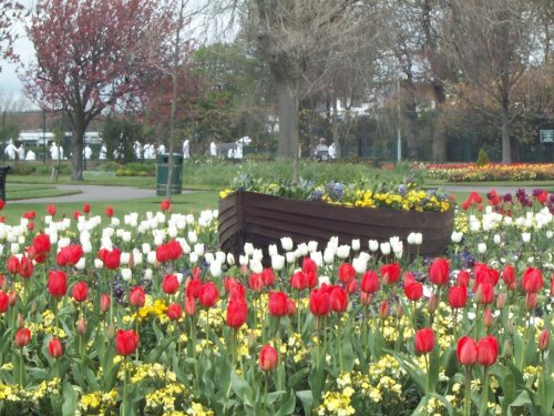 Boat on a sea of Tulips. Beach House Park - Worthing