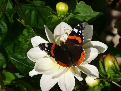 A Red Admiral