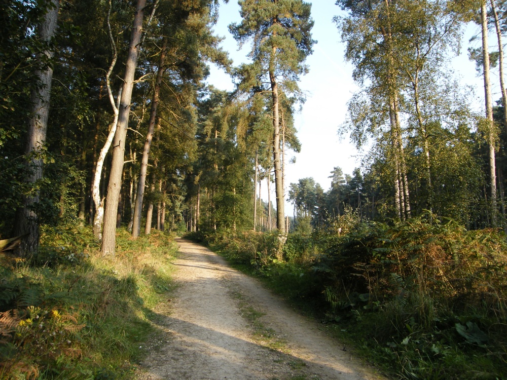 Photograph of Thieves Wood