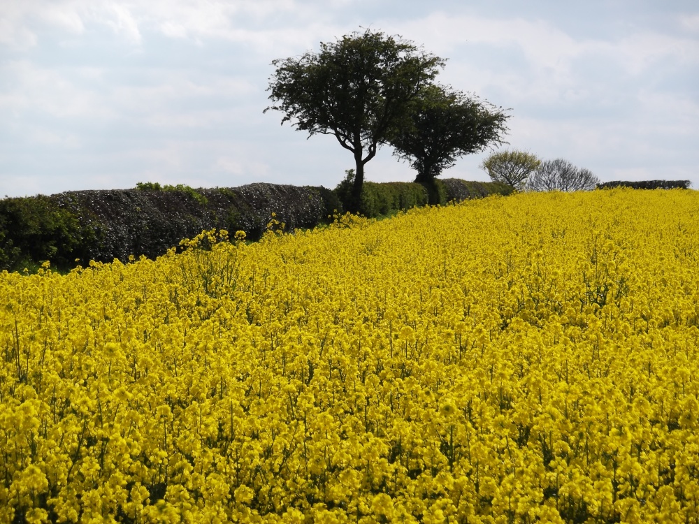 Photograph of Fields Of Gold