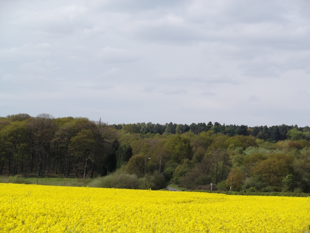 Photograph of Nottinghamshire Countryside