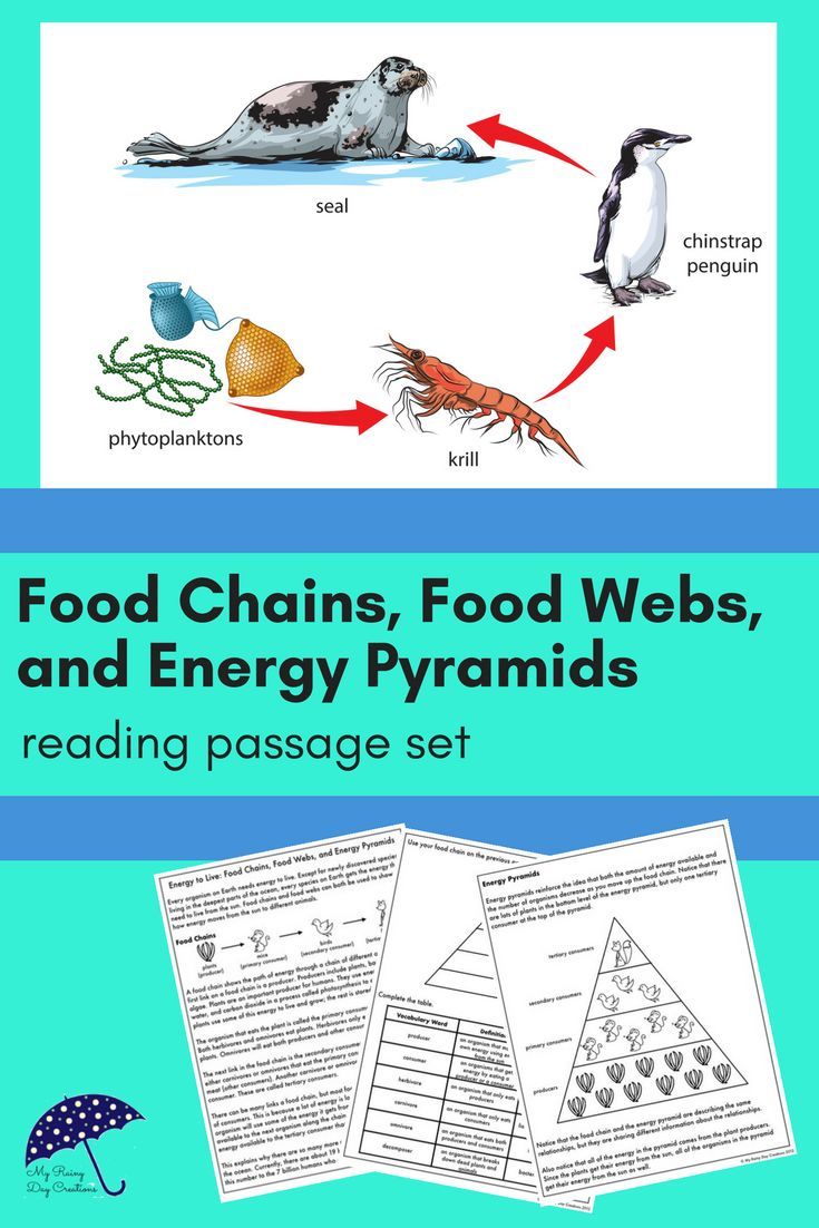 Food Chains Food Webs And Energy Pyramid Worksheet