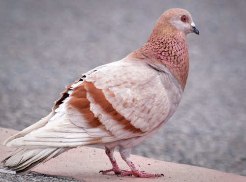 Red Coloration Pigeon