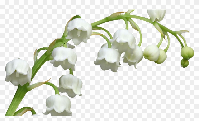 Tubes 1er Mai Muguet Png Muguet Png Clipart 3528858 Pikpng