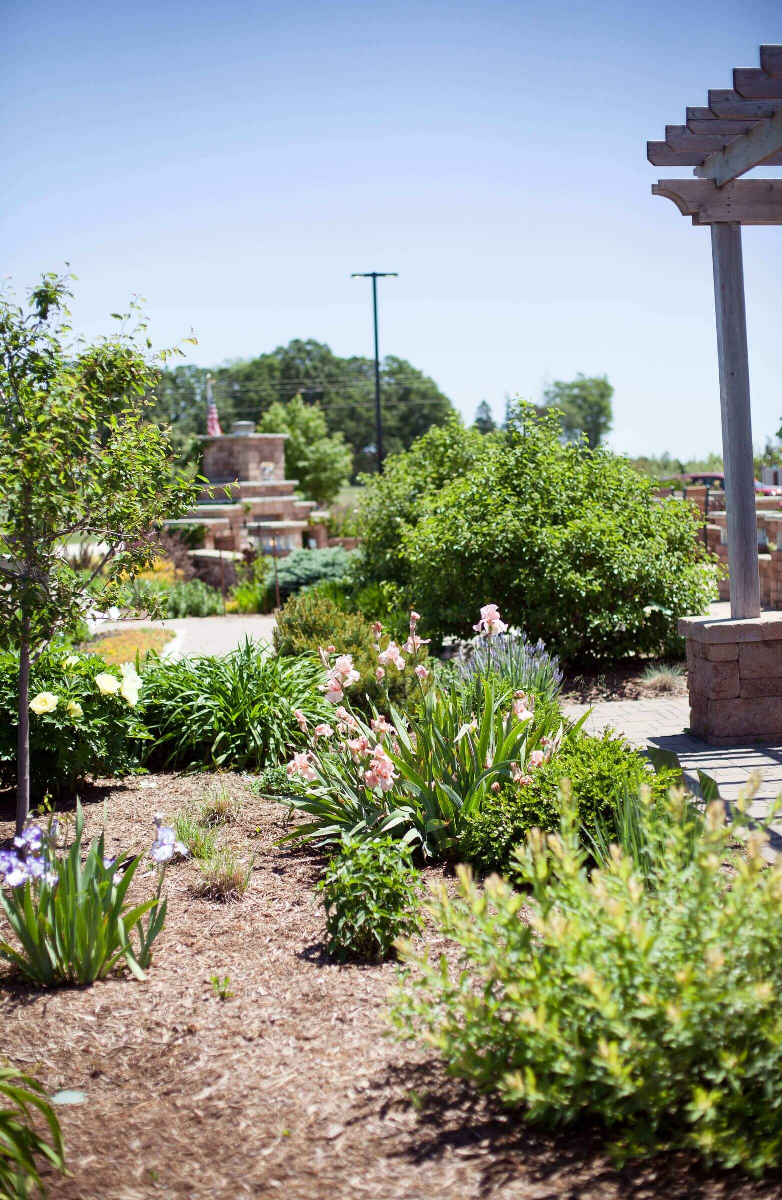 Irises and other flowers in garden