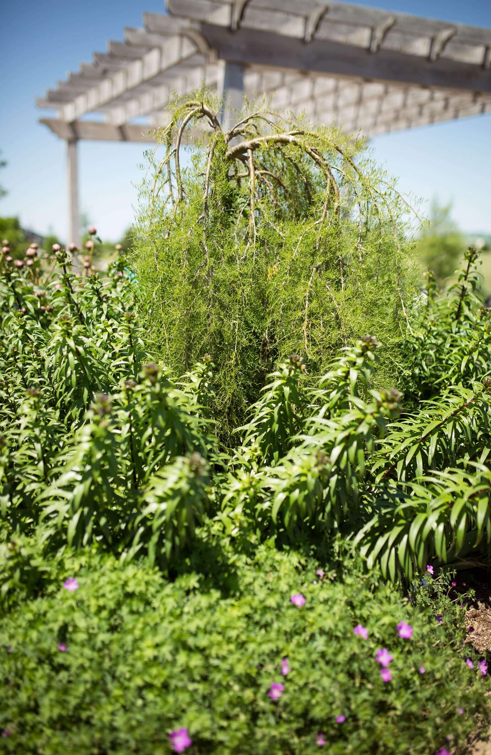 Greenery in garden